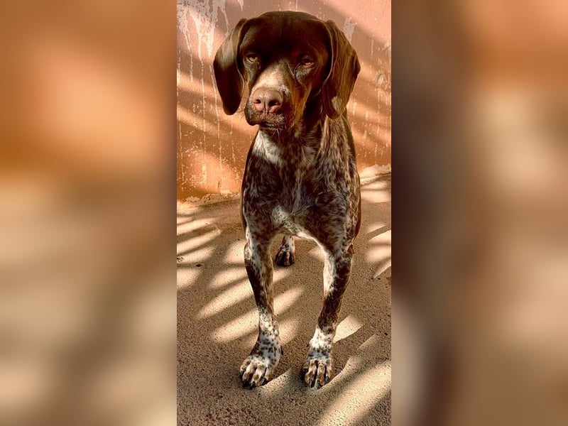 Nika, Pointer, Jagdhund, gelehrige selbstständige Maus
