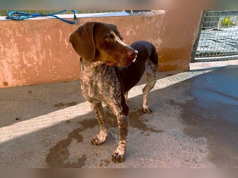 Nika, Pointer, Jagdhund, gelehrige selbstständige Maus
