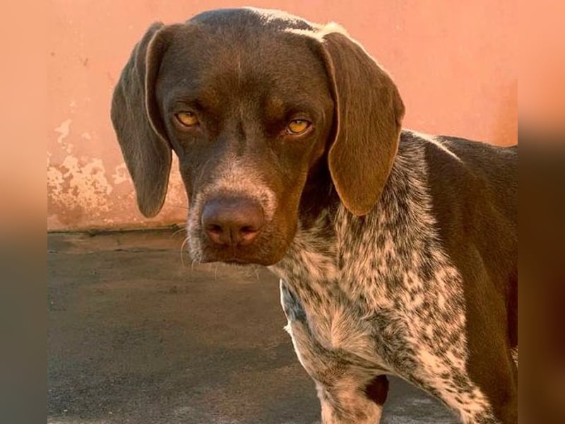 Nika, Pointer, Jagdhund, gelehrige selbstständige Maus