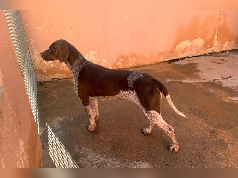 Nika, Pointer, Jagdhund, gelehrige selbstständige Maus