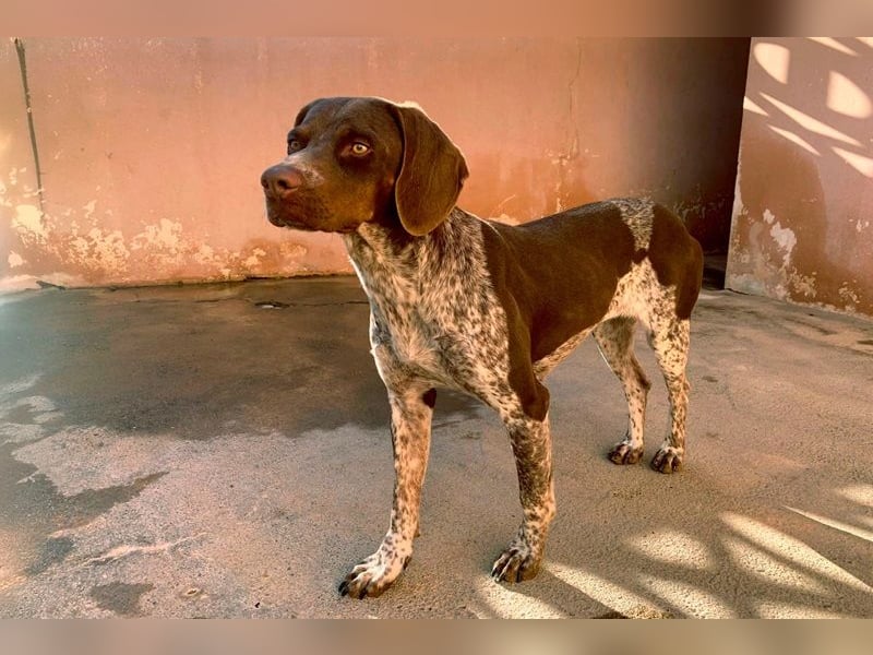 Nika, Pointer, Jagdhund, gelehrige selbstständige Maus