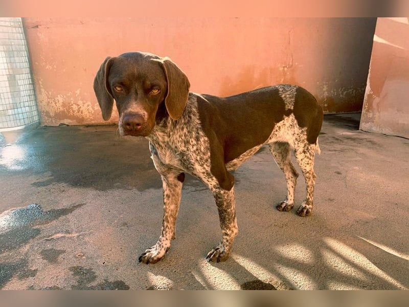 Nika, Pointer, Jagdhund, gelehrige selbstständige Maus