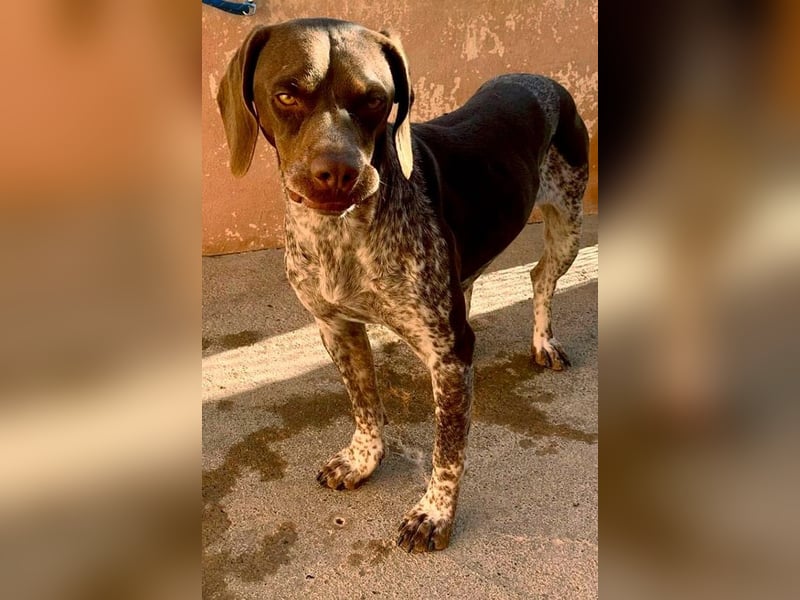 Nika, Pointer, Jagdhund, gelehrige selbstständige Maus