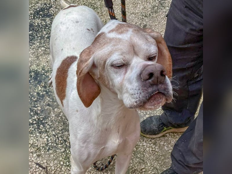 Leo - wunderbarer, lieber Pointer