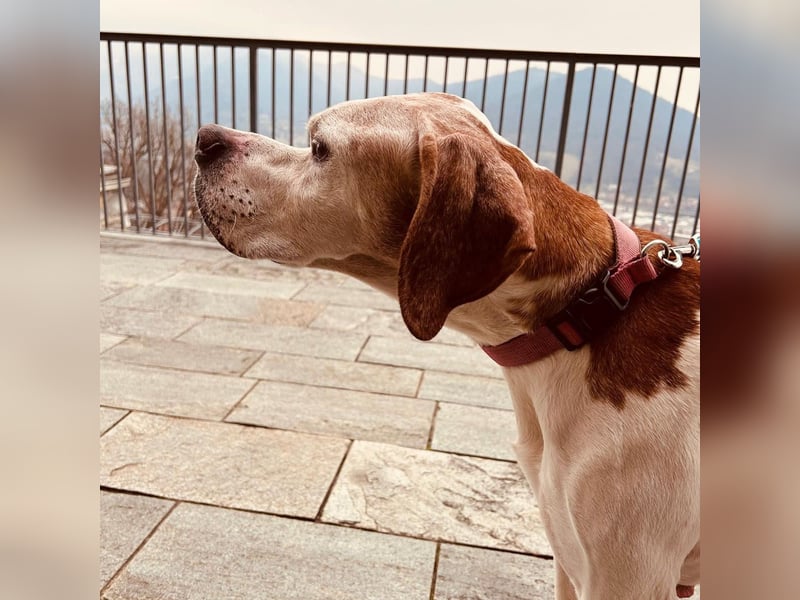 Leo - wunderbarer, lieber Pointer