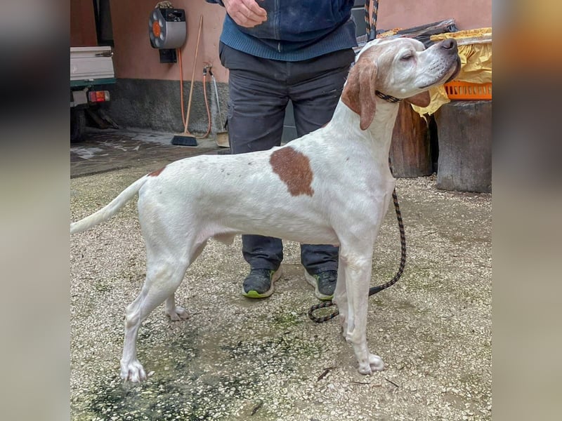 Leo - wunderbarer, lieber Pointer