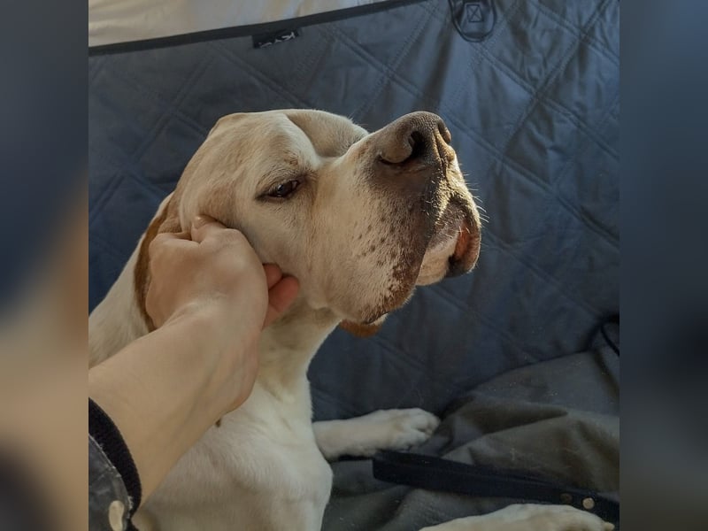 Leo - wunderbarer, lieber Pointer