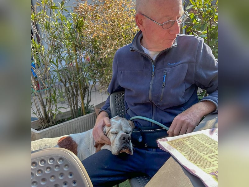 Leo - wunderbarer, lieber Pointer
