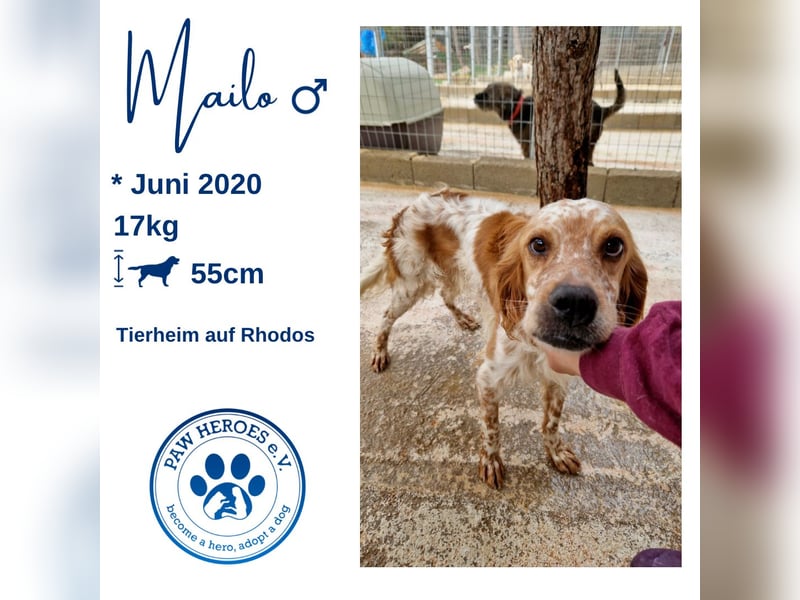 Pointer Mix MAILO (2,5 Jahre) sucht eine eigene Familie