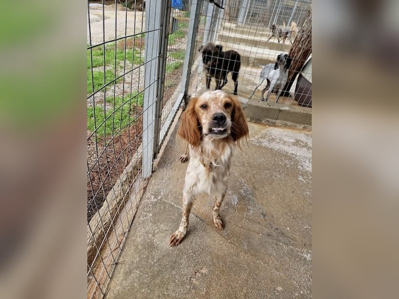 Pointer Mix MAILO (2,5 Jahre) sucht eine eigene Familie