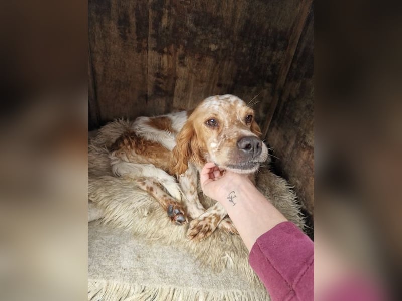 Pointer Mix MAILO (2,5 Jahre) sucht eine eigene Familie