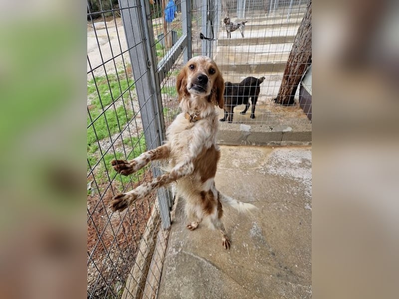 Pointer Mix MAILO (2,5 Jahre) sucht eine eigene Familie