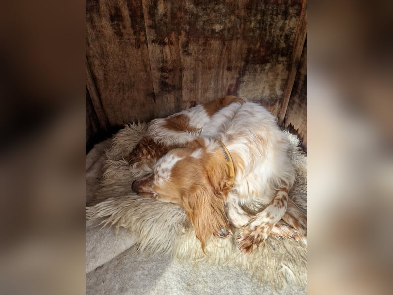 Pointer Mix MAILO (2,5 Jahre) sucht eine eigene Familie