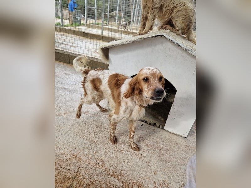 Pointer Mix MAILO (2,5 Jahre) sucht eine eigene Familie