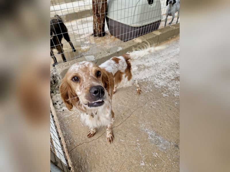 Pointer Mix MAILO (2,5 Jahre) sucht eine eigene Familie