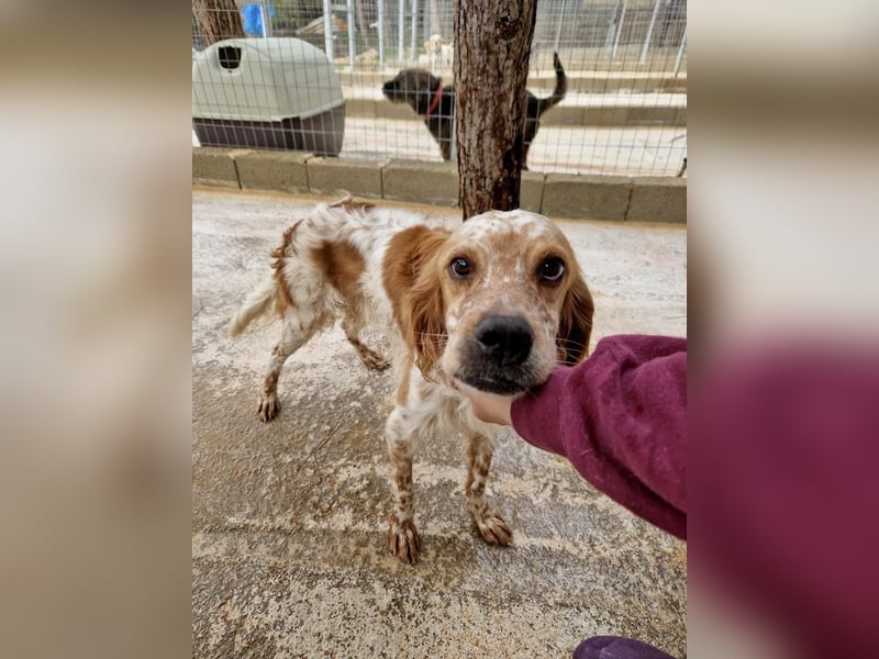 Pointer Mix MAILO (2,5 Jahre) sucht eine eigene Familie