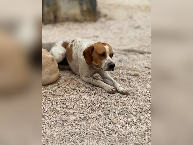 Cooper, hofft auf eine Chance