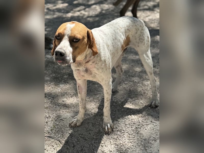 Cooper, hofft auf eine Chance