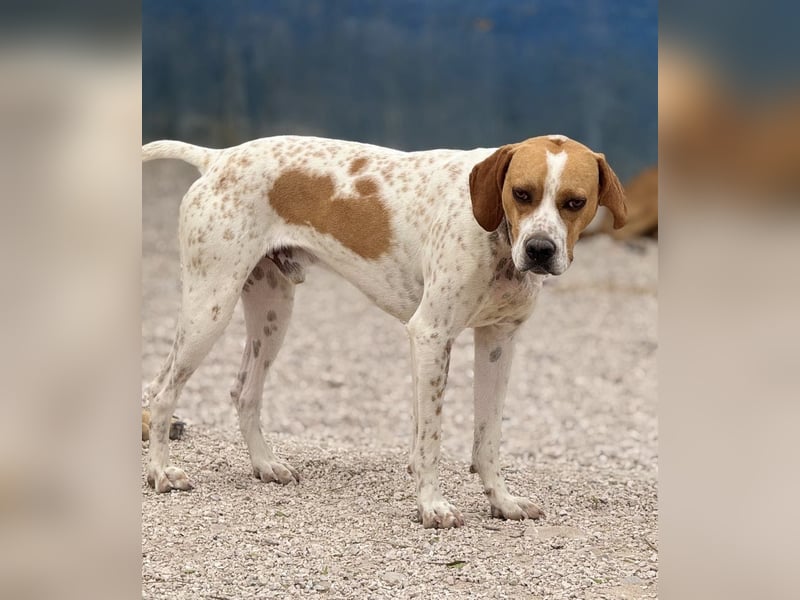 Cooper, hofft auf eine Chance