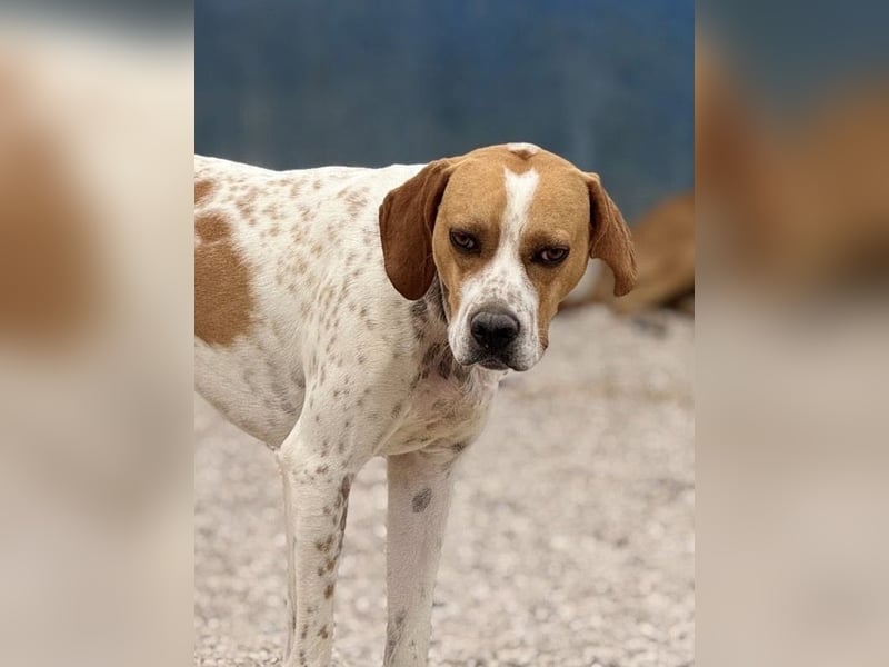 Cooper, hofft auf eine Chance