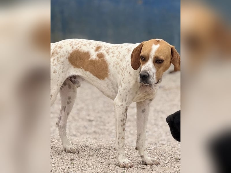 Cooper, hofft auf eine Chance