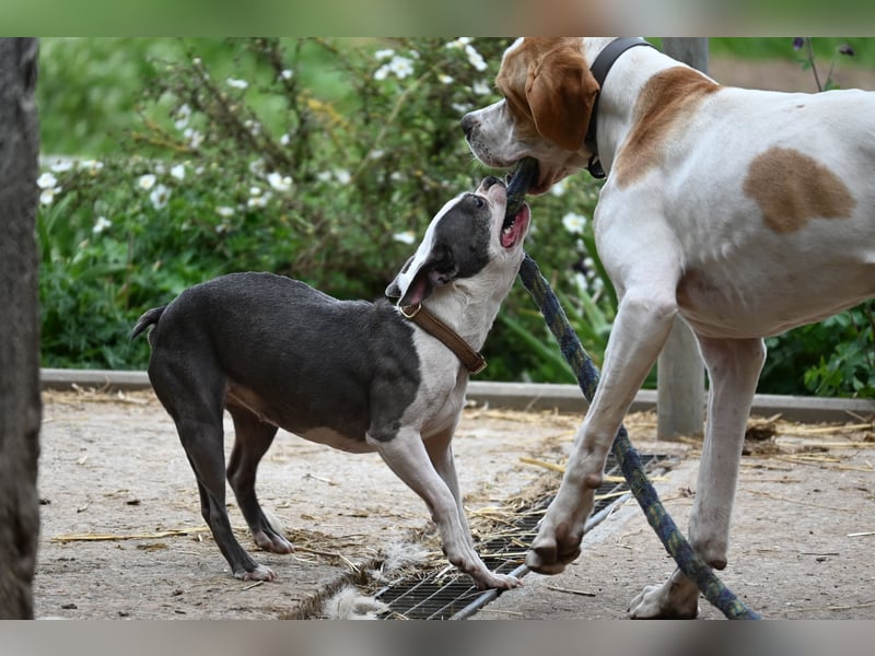 Junger Rüde englisch Pointer