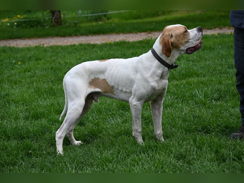 Junger Rüde englisch Pointer