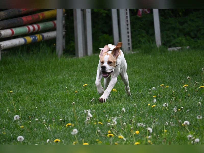 Junger Rüde englisch Pointer