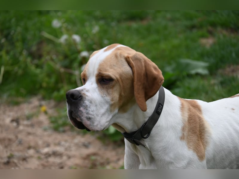 Junger Rüde englisch Pointer