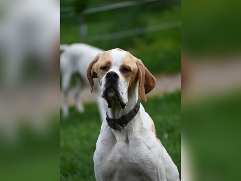 Junger Rüde englisch Pointer