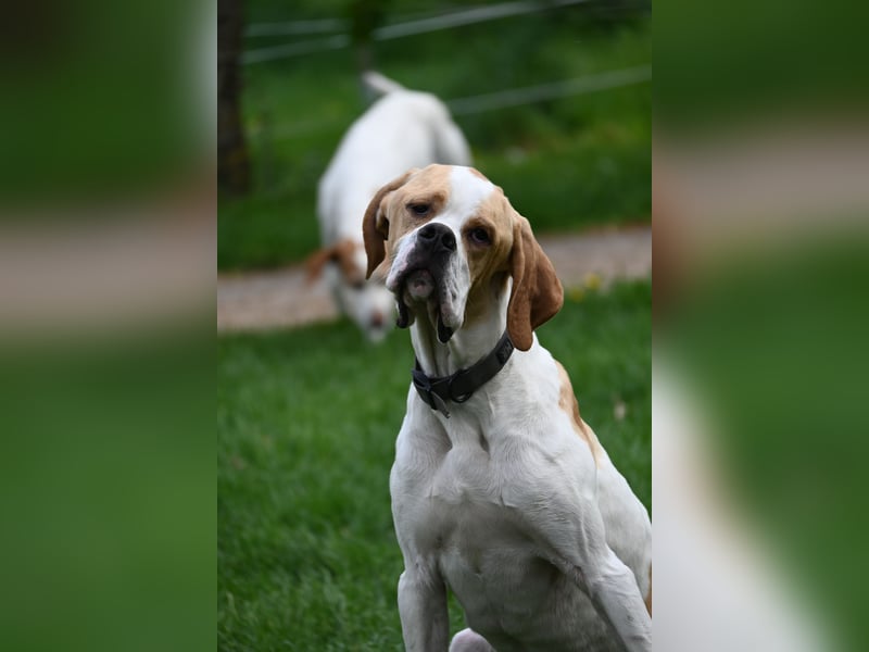 Junger Rüde englisch Pointer