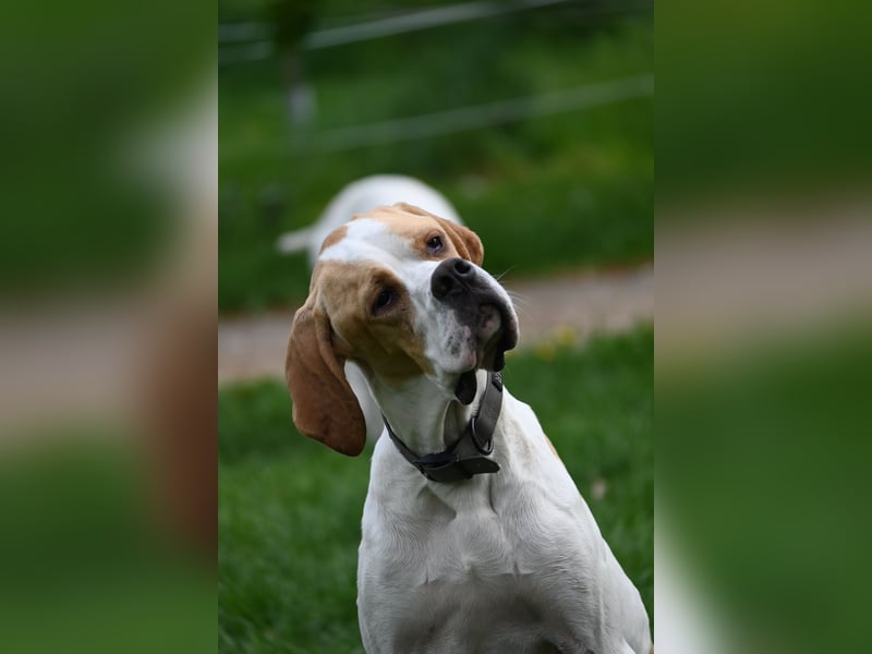 Junger Rüde englisch Pointer