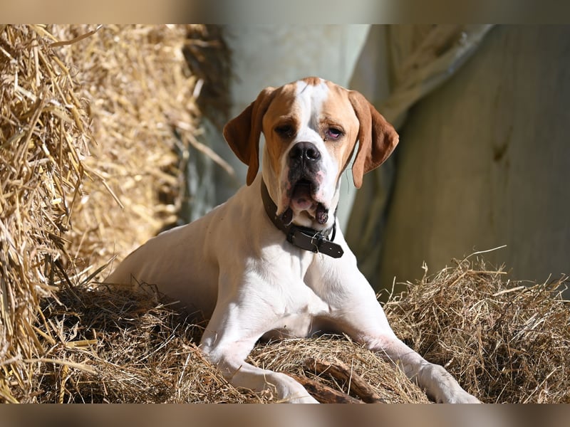Junger Rüde englisch Pointer