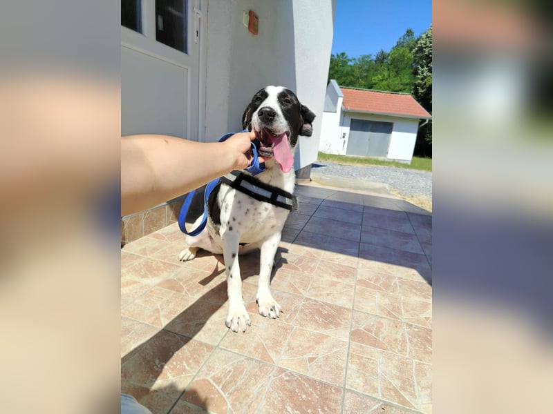 lieber Pointer Mischling Merlin sucht ein Zuhause oder Pflegestelle