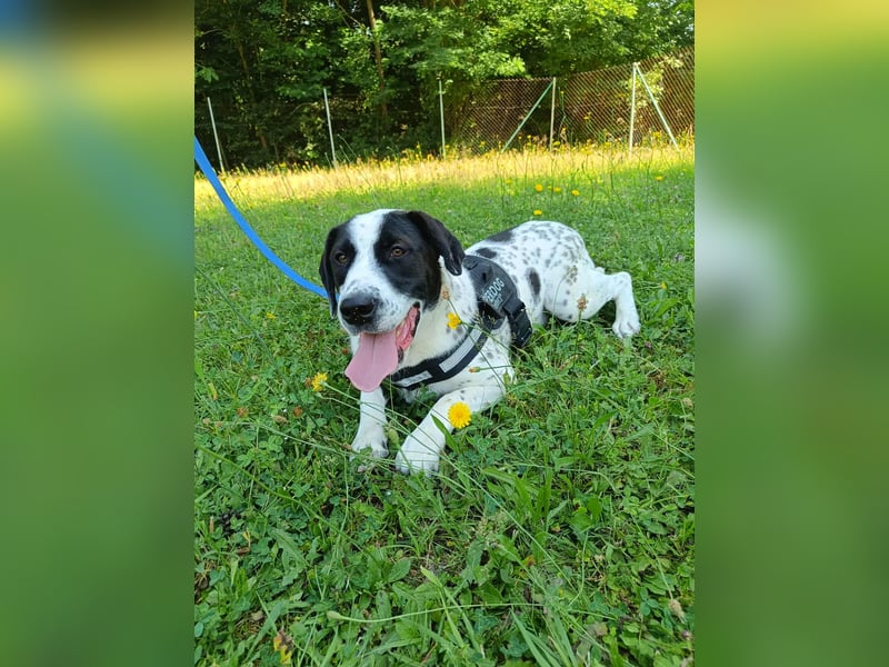 lieber Pointer Mischling Merlin sucht ein Zuhause oder Pflegestelle