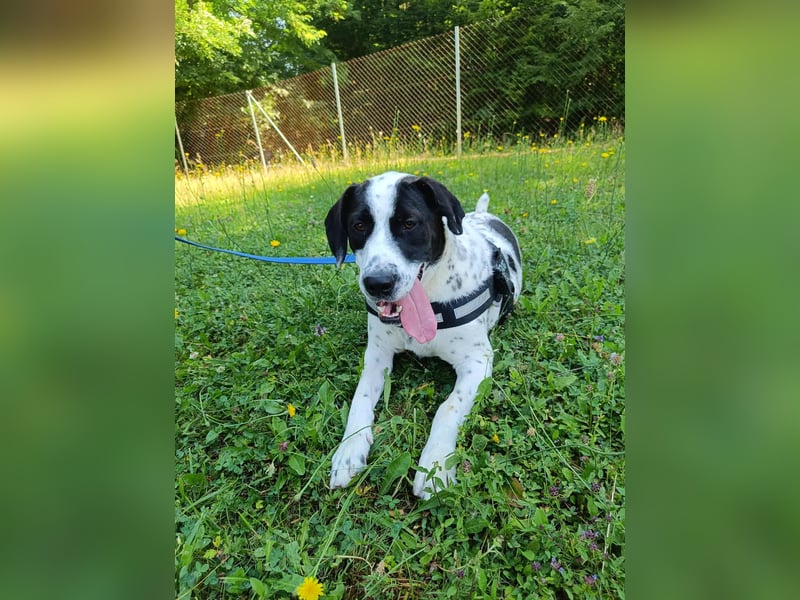 lieber Pointer Mischling Merlin sucht ein Zuhause oder Pflegestelle
