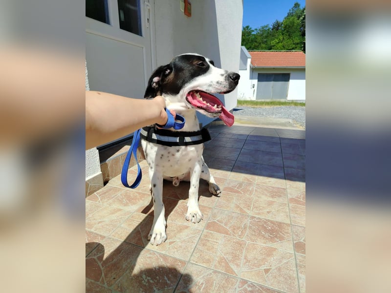 lieber Pointer Mischling Merlin sucht ein Zuhause oder Pflegestelle