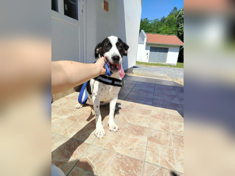 lieber Pointer Mischling Merlin sucht ein Zuhause oder Pflegestelle