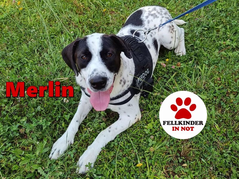 lieber Pointer Mischling Merlin sucht ein Zuhause oder Pflegestelle