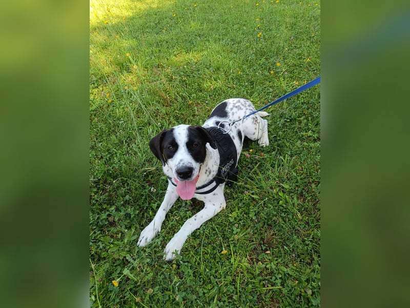 lieber Pointer Mischling Merlin sucht ein Zuhause oder Pflegestelle