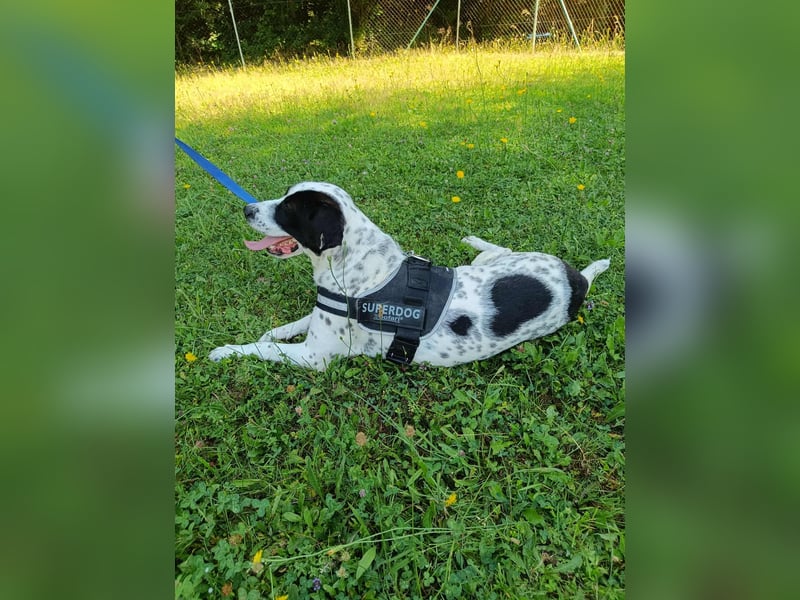 lieber Pointer Mischling Merlin sucht ein Zuhause oder Pflegestelle