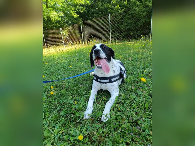 lieber Pointer Mischling Merlin sucht ein Zuhause oder Pflegestelle