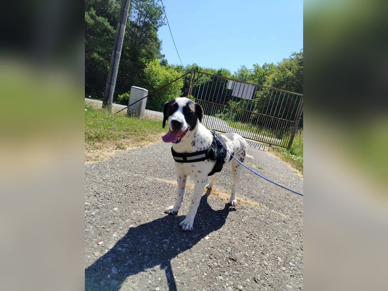 lieber Pointer Mischling Merlin sucht ein Zuhause oder Pflegestelle