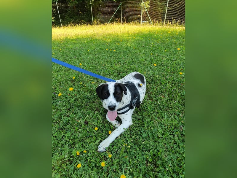 lieber Pointer Mischling Merlin sucht ein Zuhause oder Pflegestelle