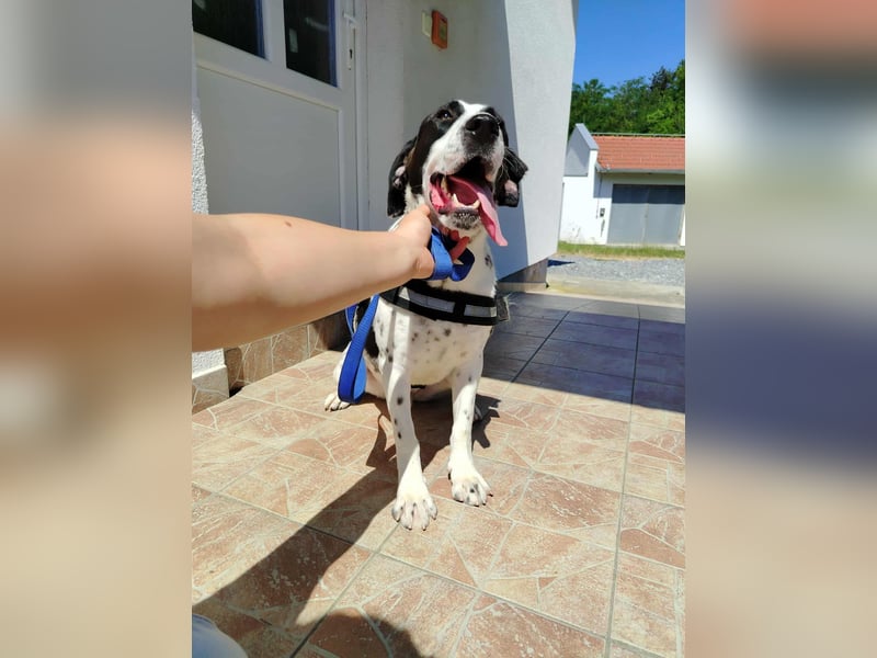 lieber Pointer Mischling Merlin sucht ein Zuhause oder Pflegestelle