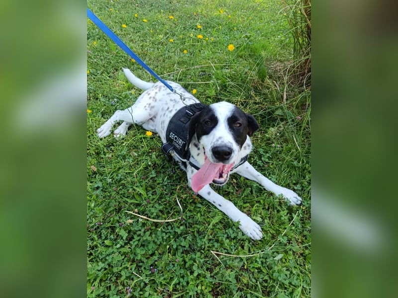 lieber Pointer Mischling Merlin sucht ein Zuhause oder Pflegestelle