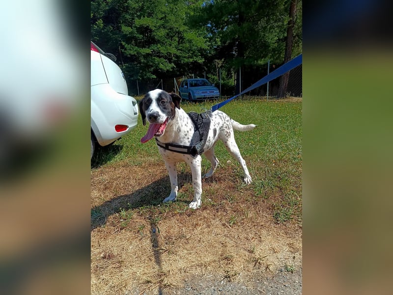 lieber Pointer Mischling Merlin sucht ein Zuhause oder Pflegestelle