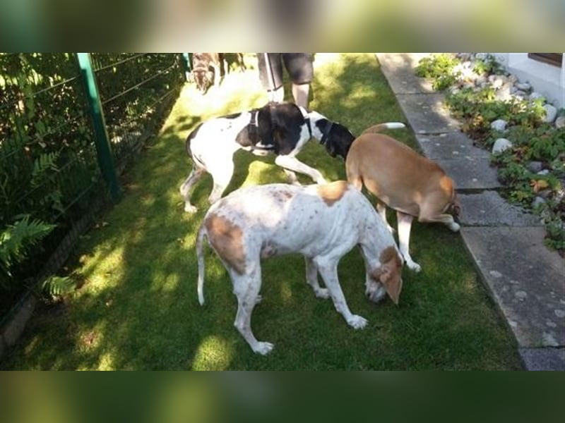 schüchterner BOMBAY sucht ein HEim....  NOTFALL  Paten gesucht  