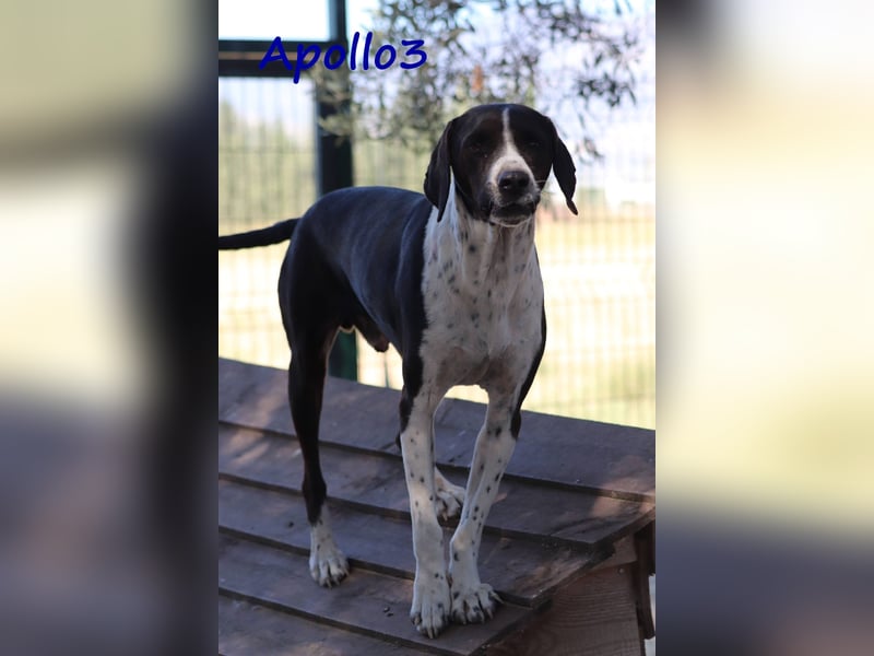 Apollo3 02/2020 (GRC) - ausgeglichener, hübscher Pointer-Mix sucht Zuhause!