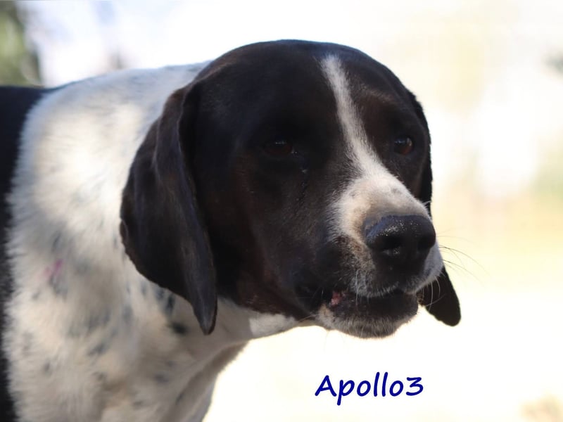 Apollo3 02/2020 (GRC) - ausgeglichener, hübscher Pointer-Mix sucht Zuhause!